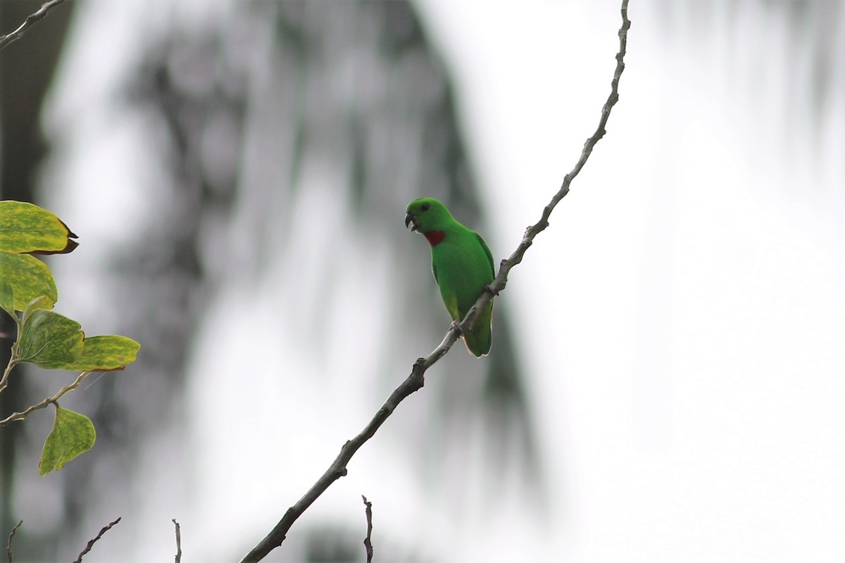 Blue-crowned Hanging-Parrot - ML130642021