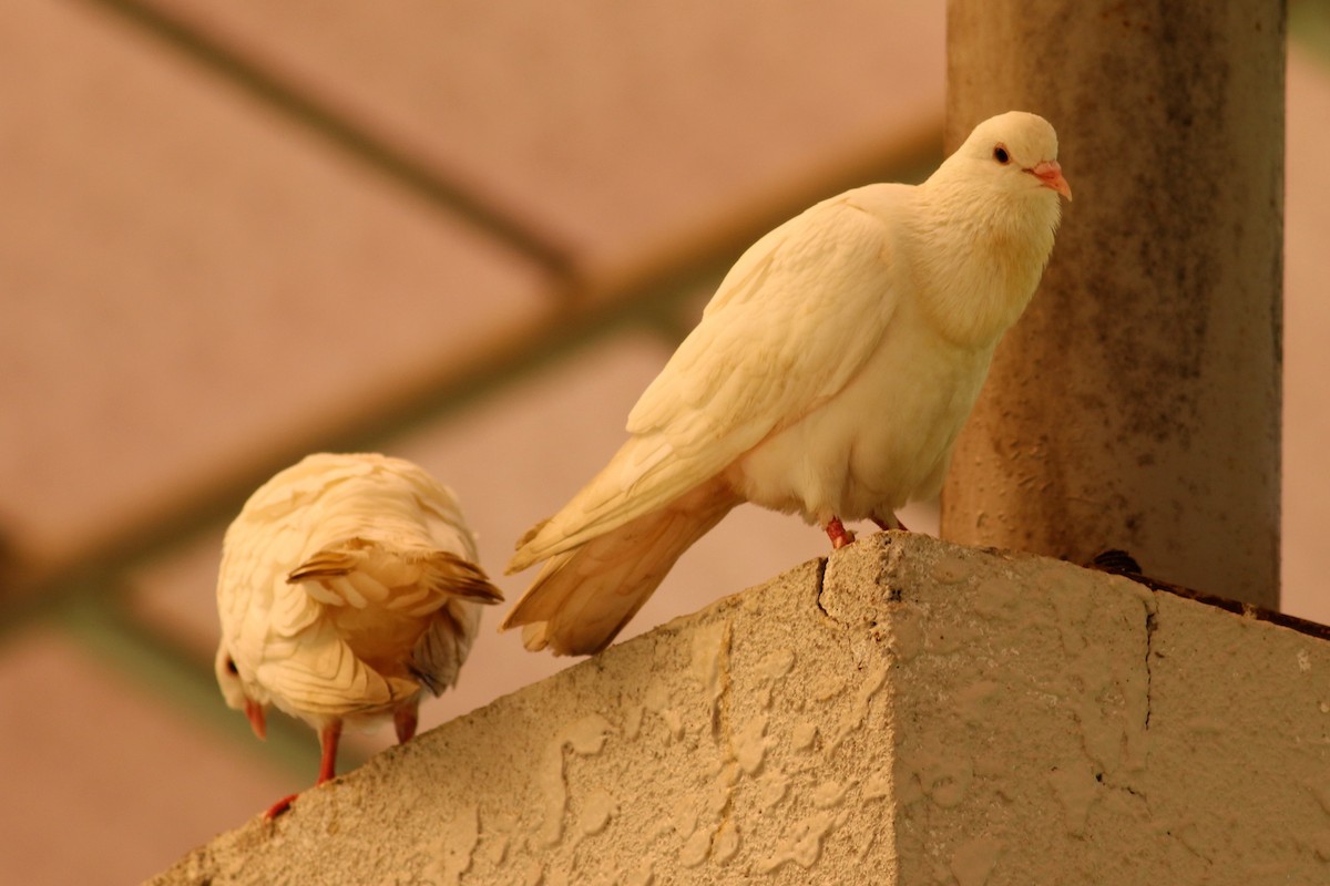Rock Pigeon (Feral Pigeon) - Fadzrun A.