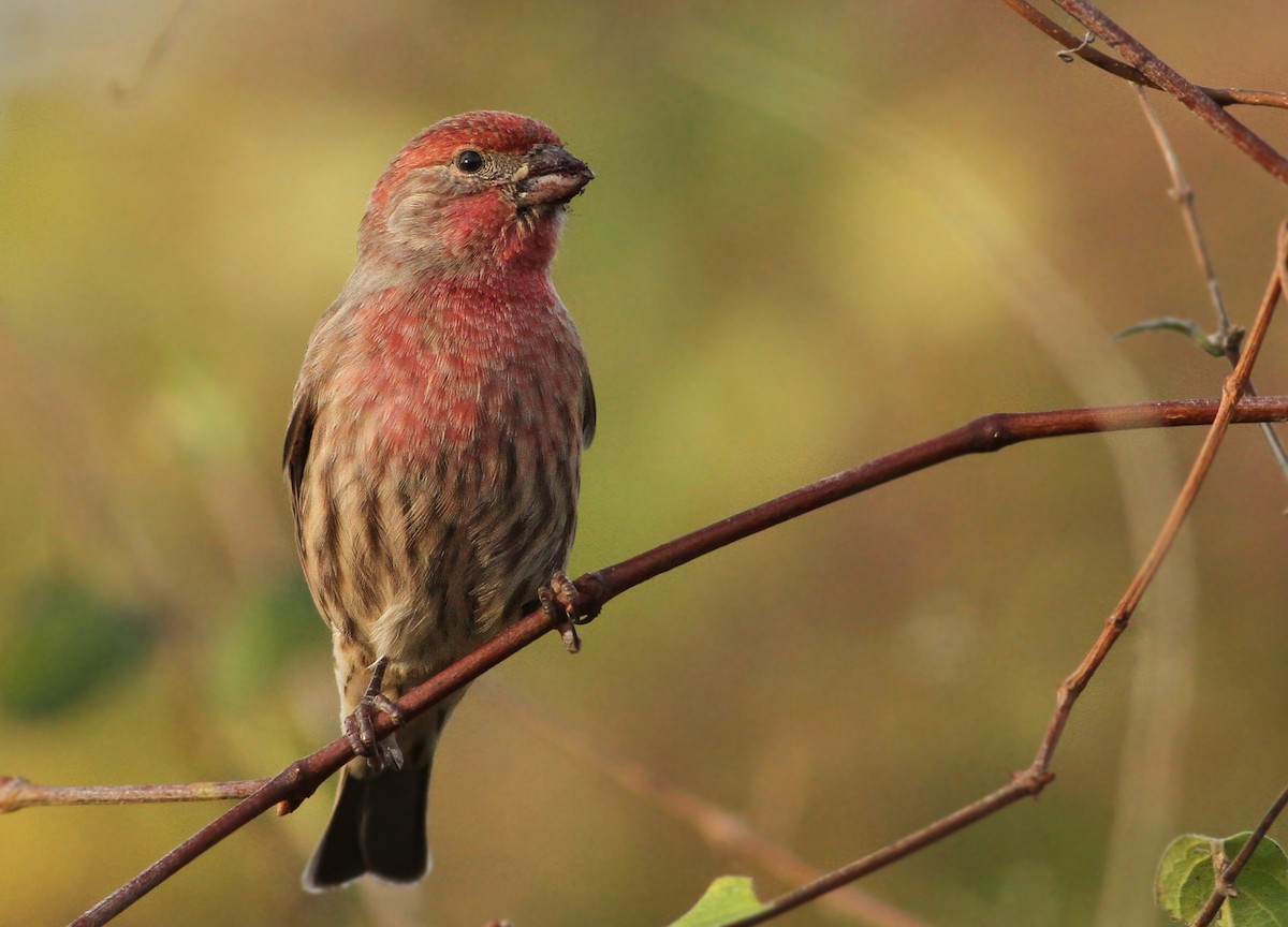 House Finch - Andy Eckerson