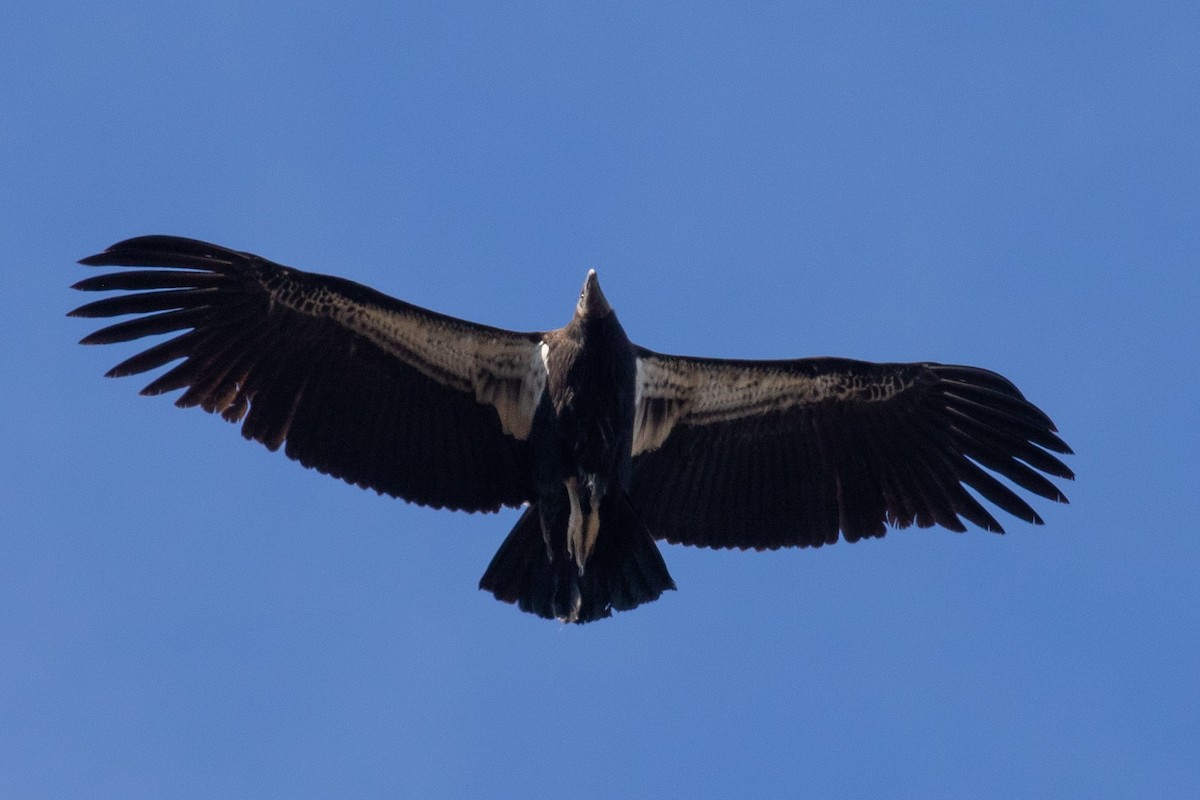 California Condor - Chuck Coxe