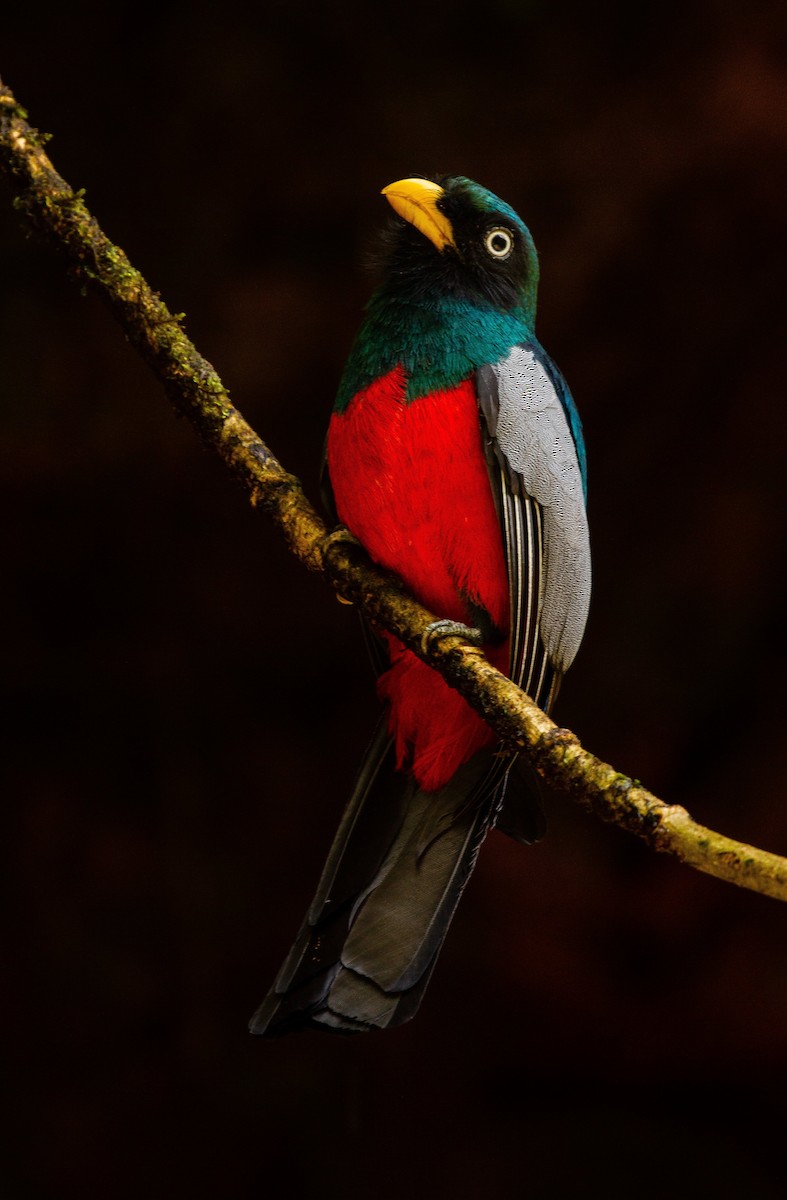 Blue-tailed Trogon - José Castaño