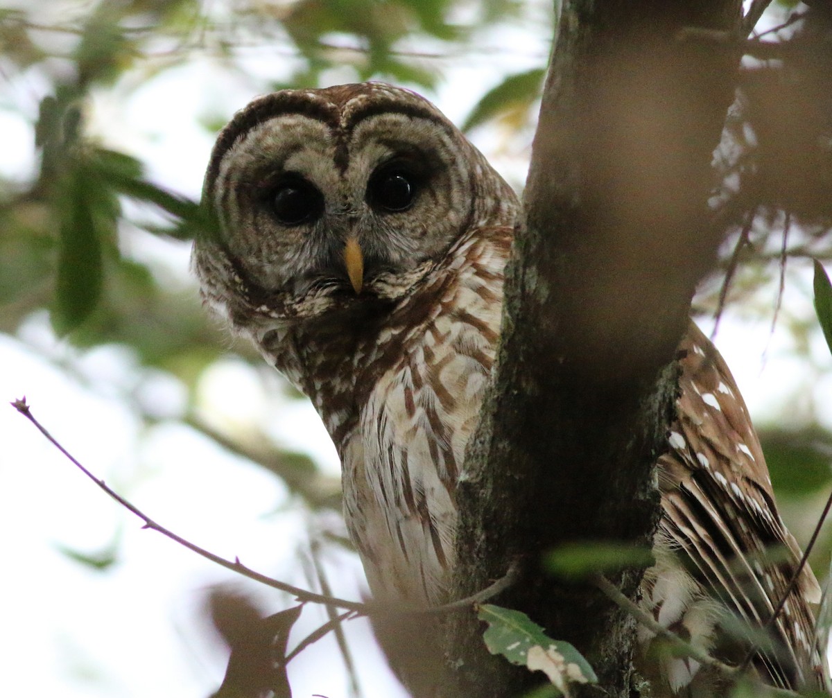 Barred Owl - John & Ivy  Gibbons