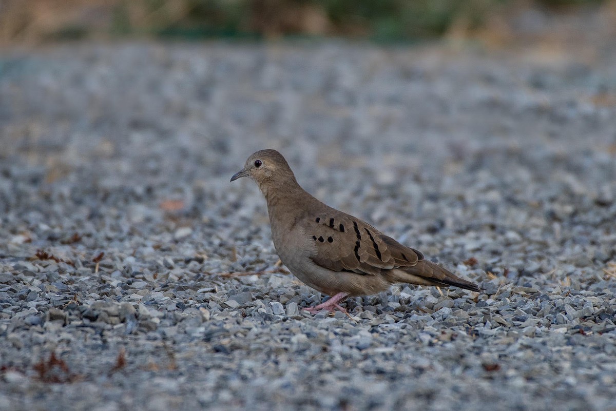 Ecuadorian Ground Dove - ML130645911