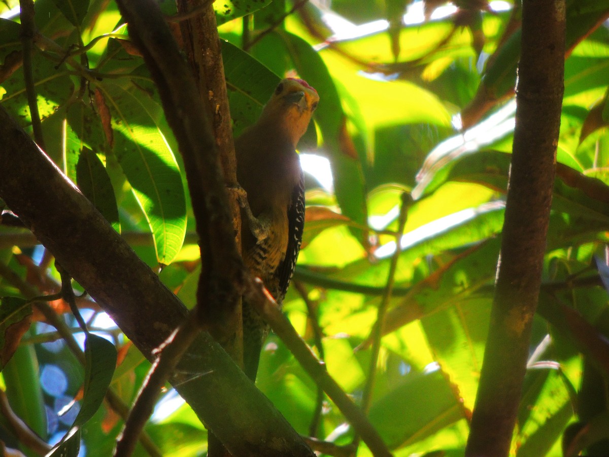 Golden-fronted Woodpecker - Hebert Cruz