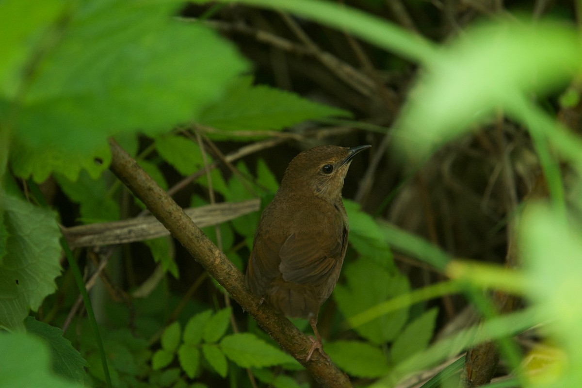 Sichuan Bush Warbler - Qin Huang