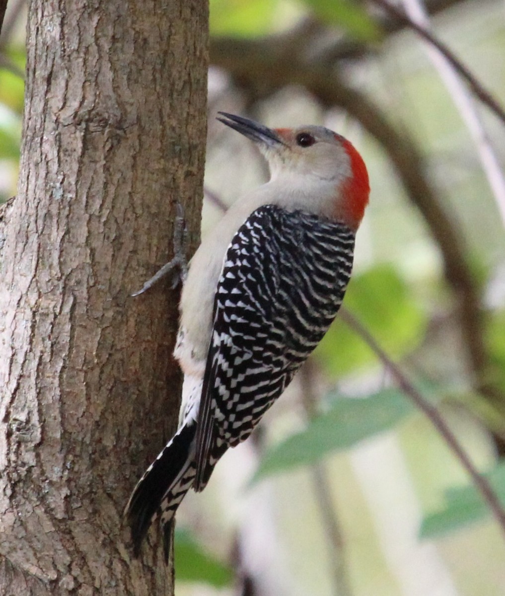 Red-bellied Woodpecker - Wendy Alexander