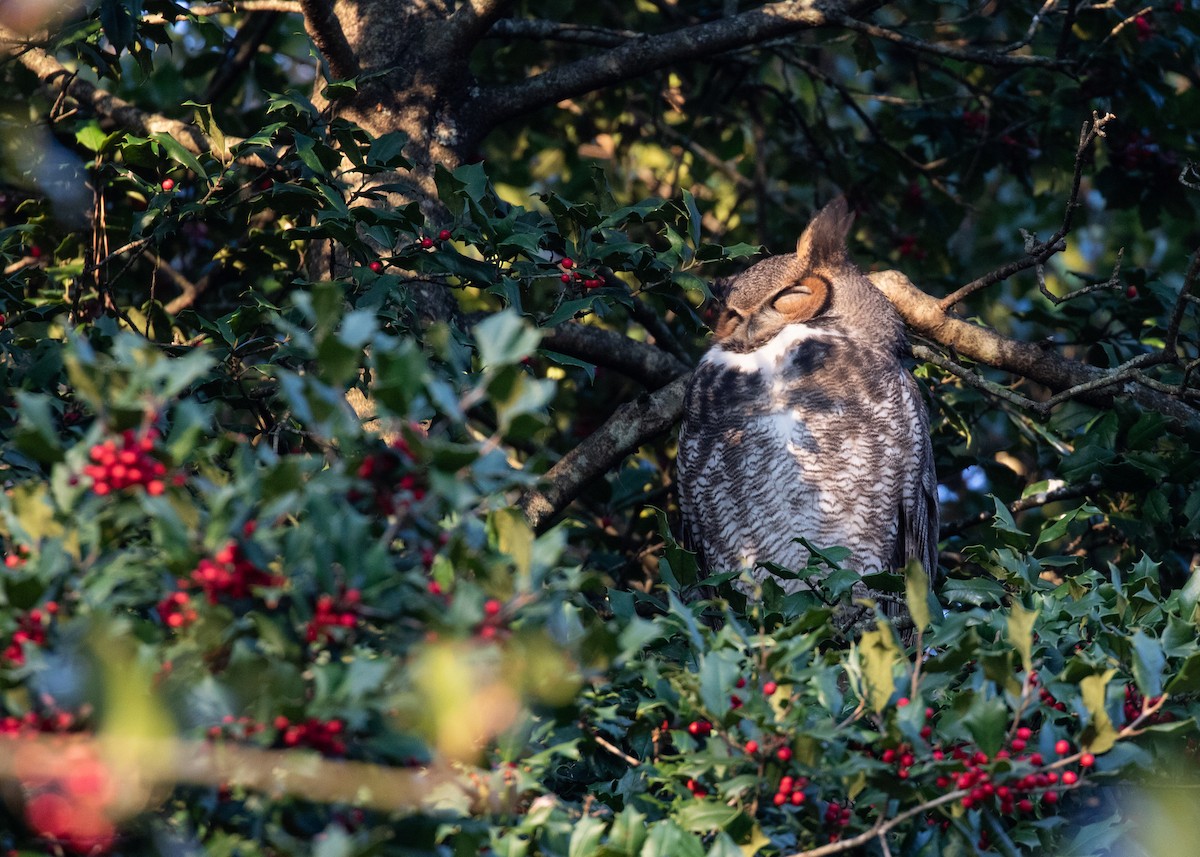 Great Horned Owl - Nick Dorian
