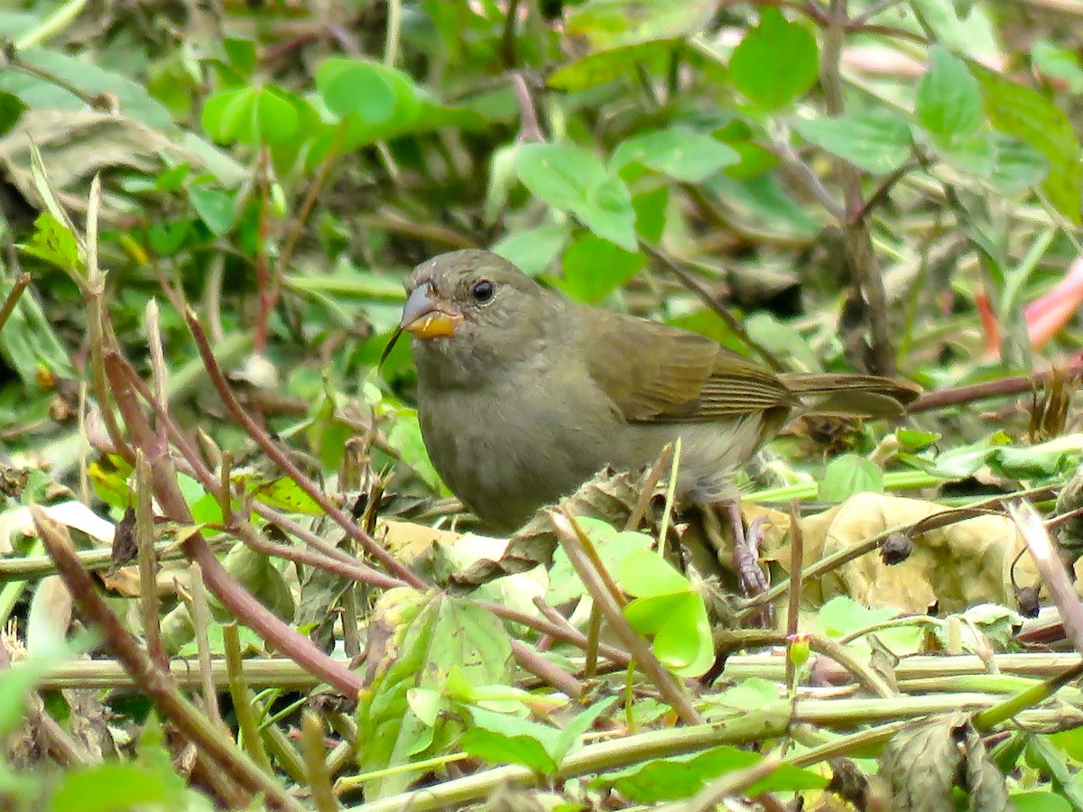 Plain-colored Seedeater - Chris Welsh