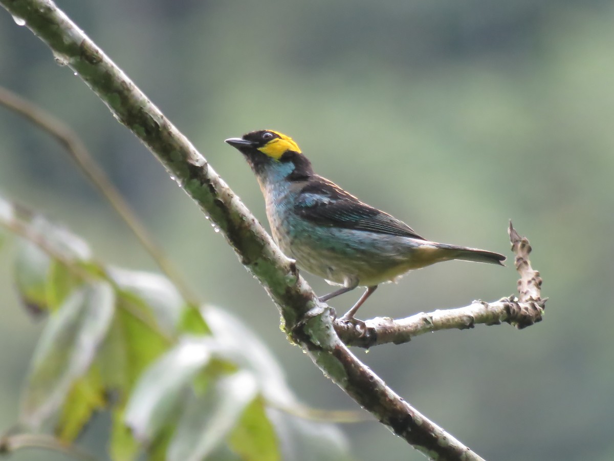 Saffron-crowned Tanager - ML130663641