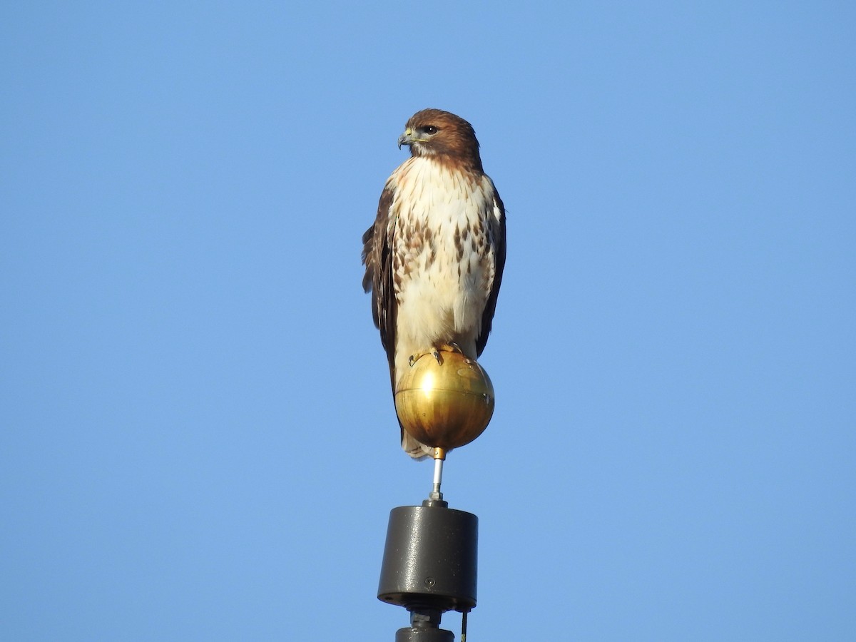 Red-tailed Hawk - Laura Mae