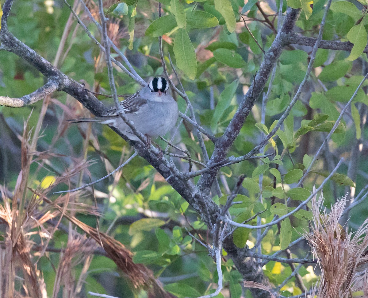 White-crowned Sparrow - ML130665691