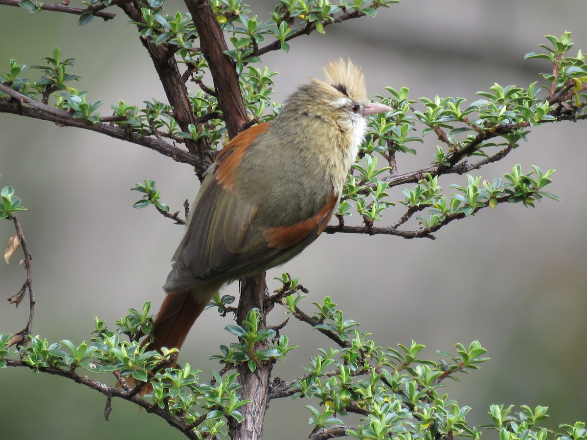 Creamy-crested Spinetail - Chris Welsh