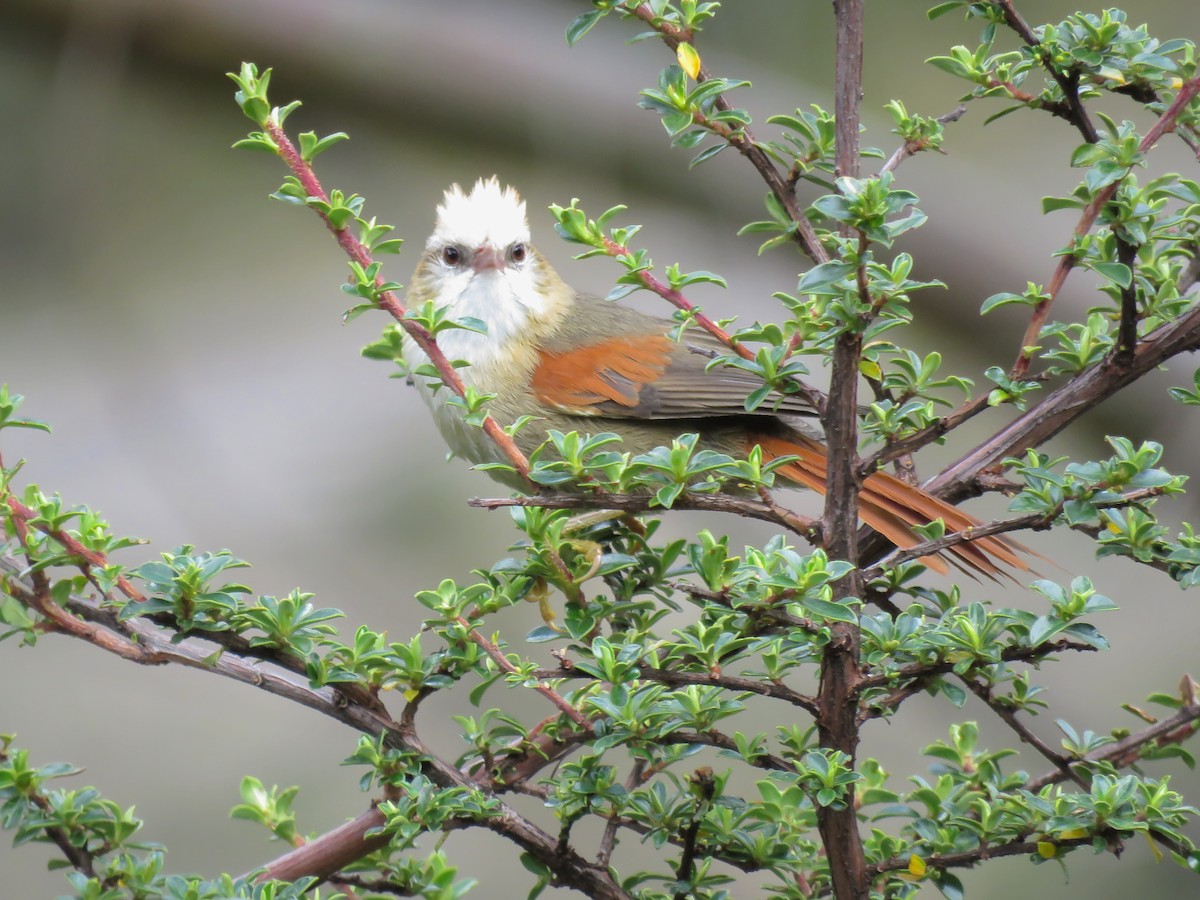 Creamy-crested Spinetail - Chris Welsh