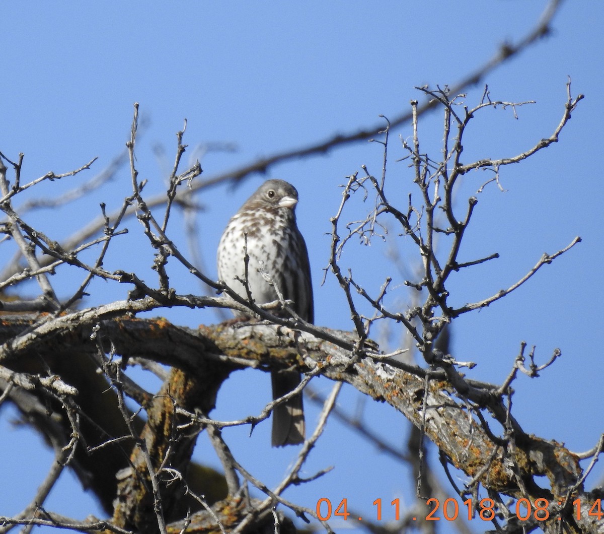 Fox Sparrow (Slate-colored) - ML130673541