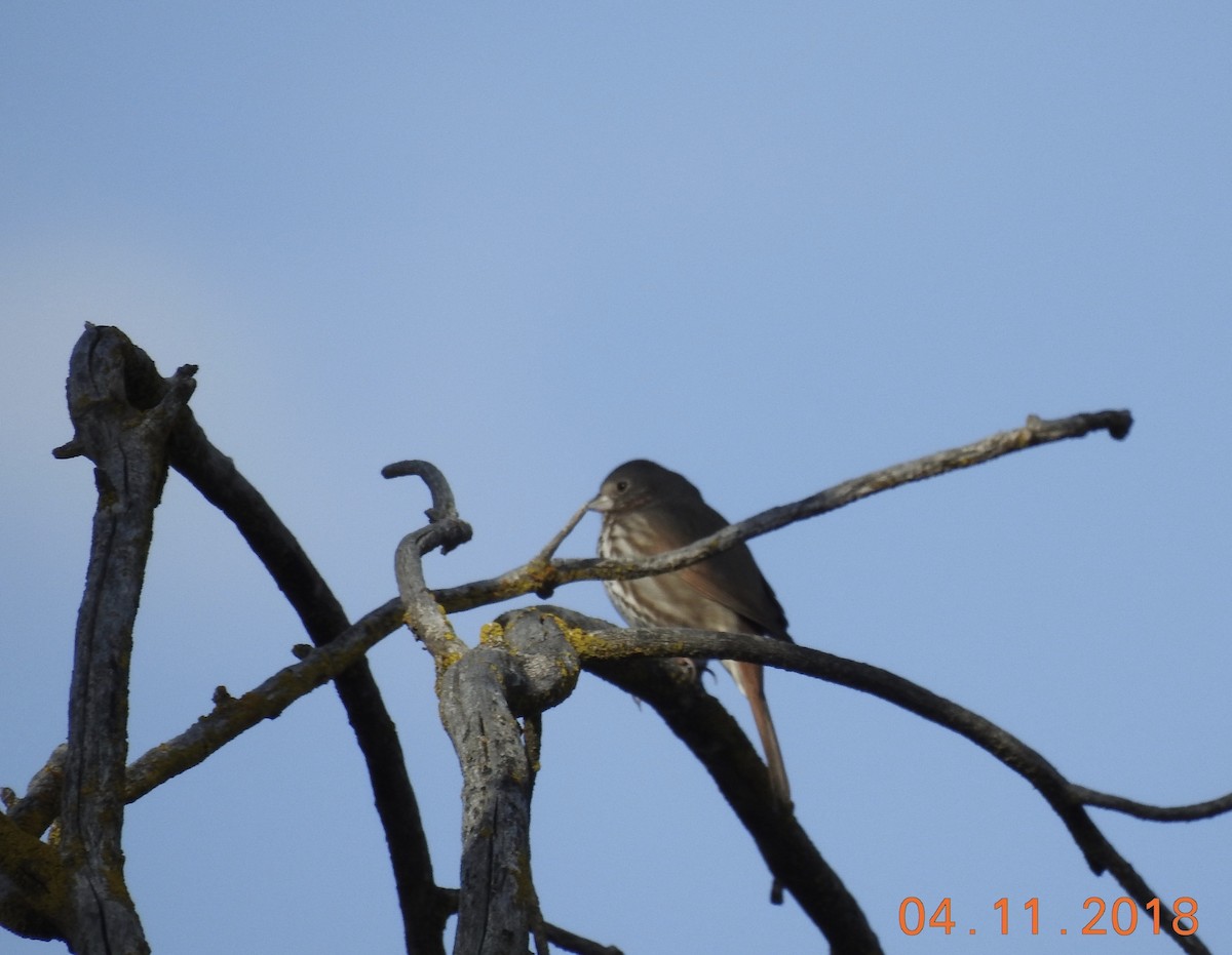 Fox Sparrow (Slate-colored) - ML130673551