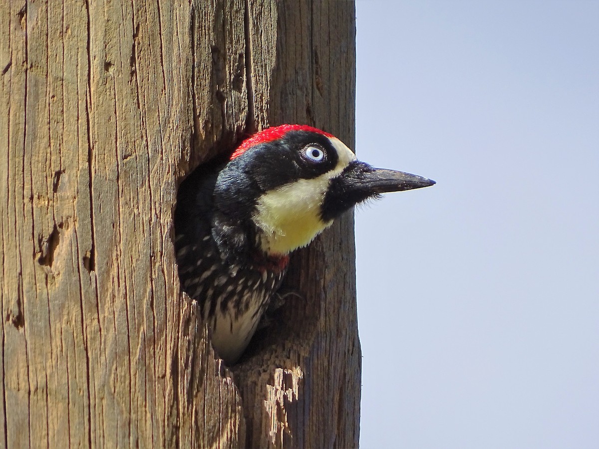 Acorn Woodpecker - Alfonso Auerbach