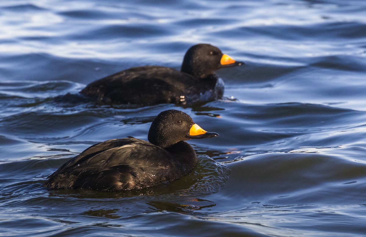 Black Scoter - Kenny Younger