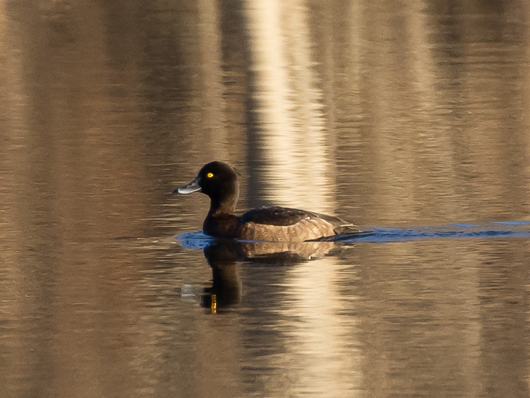 Tufted Duck - ML130677071