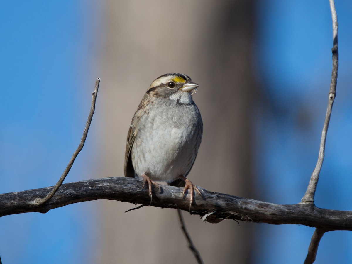 White-throated Sparrow - Sebastian Jones