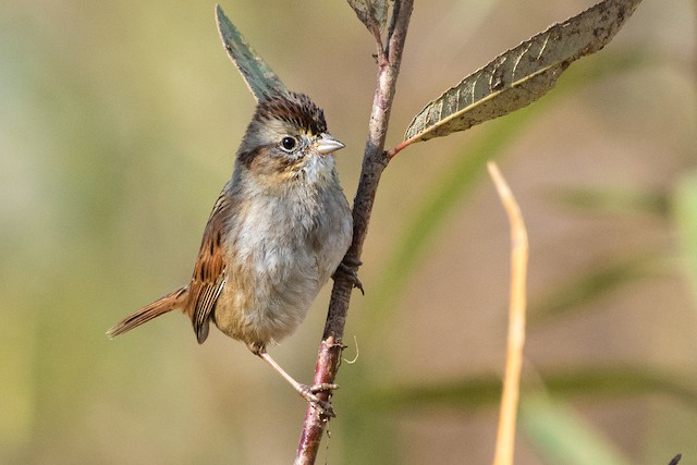 Swamp Sparrow