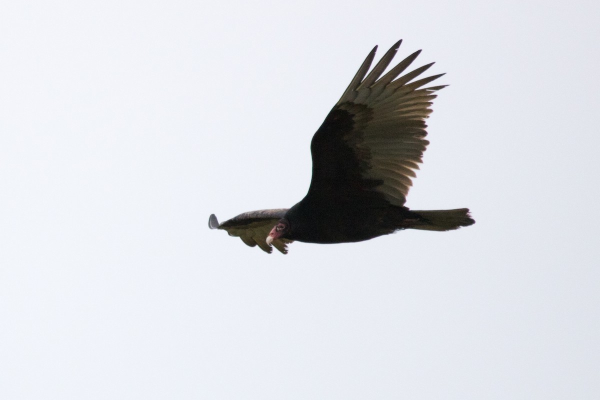 Turkey Vulture - Steven McGrath