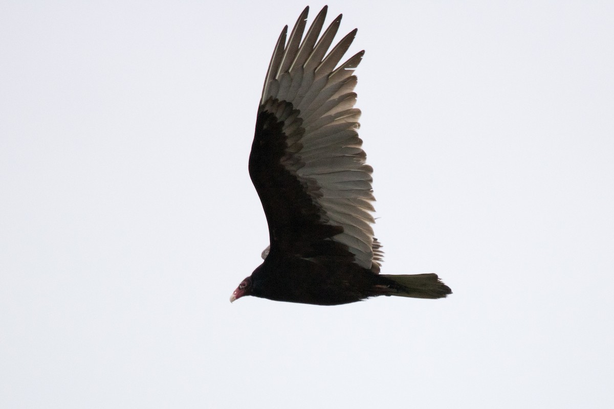 Turkey Vulture - ML130681911