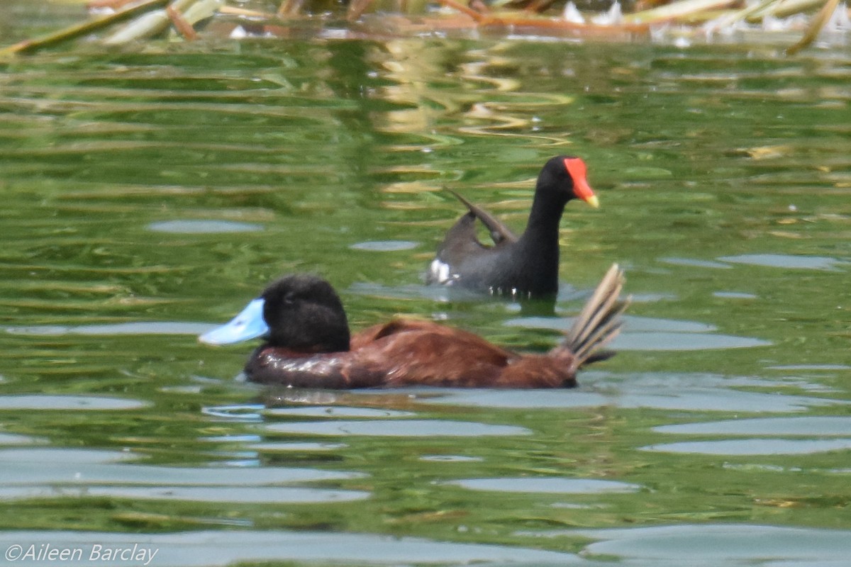Andean Duck - ML130682101