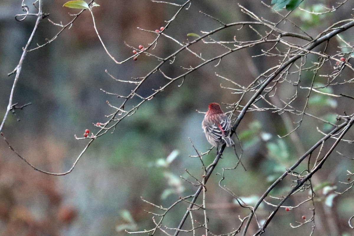 House Finch - Colin Sumrall