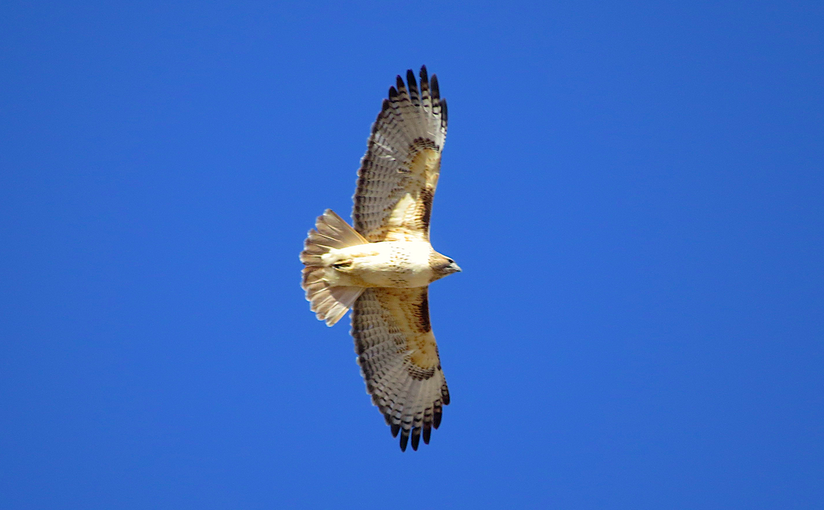 Red-tailed Hawk - ML130682231