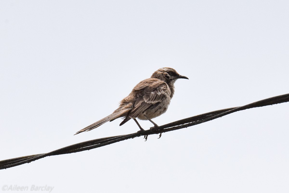 Long-tailed Mockingbird - ML130683771