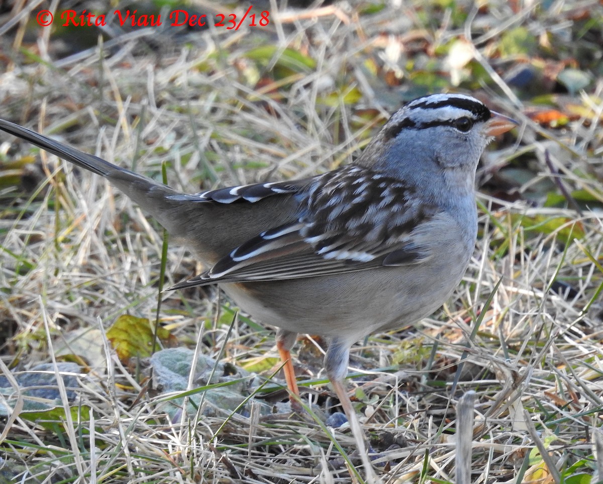 White-crowned Sparrow - ML130686571