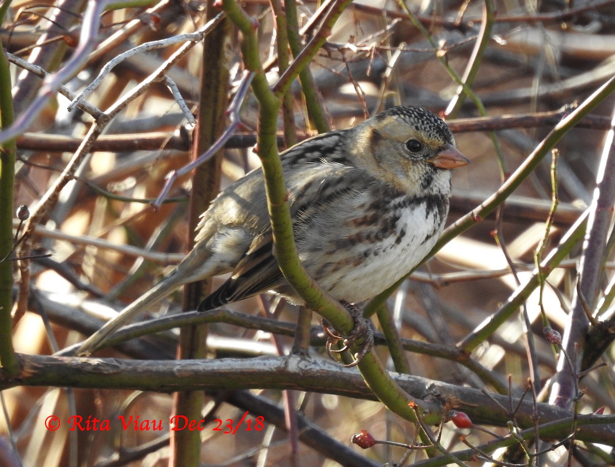 Harris's Sparrow - ML130686601