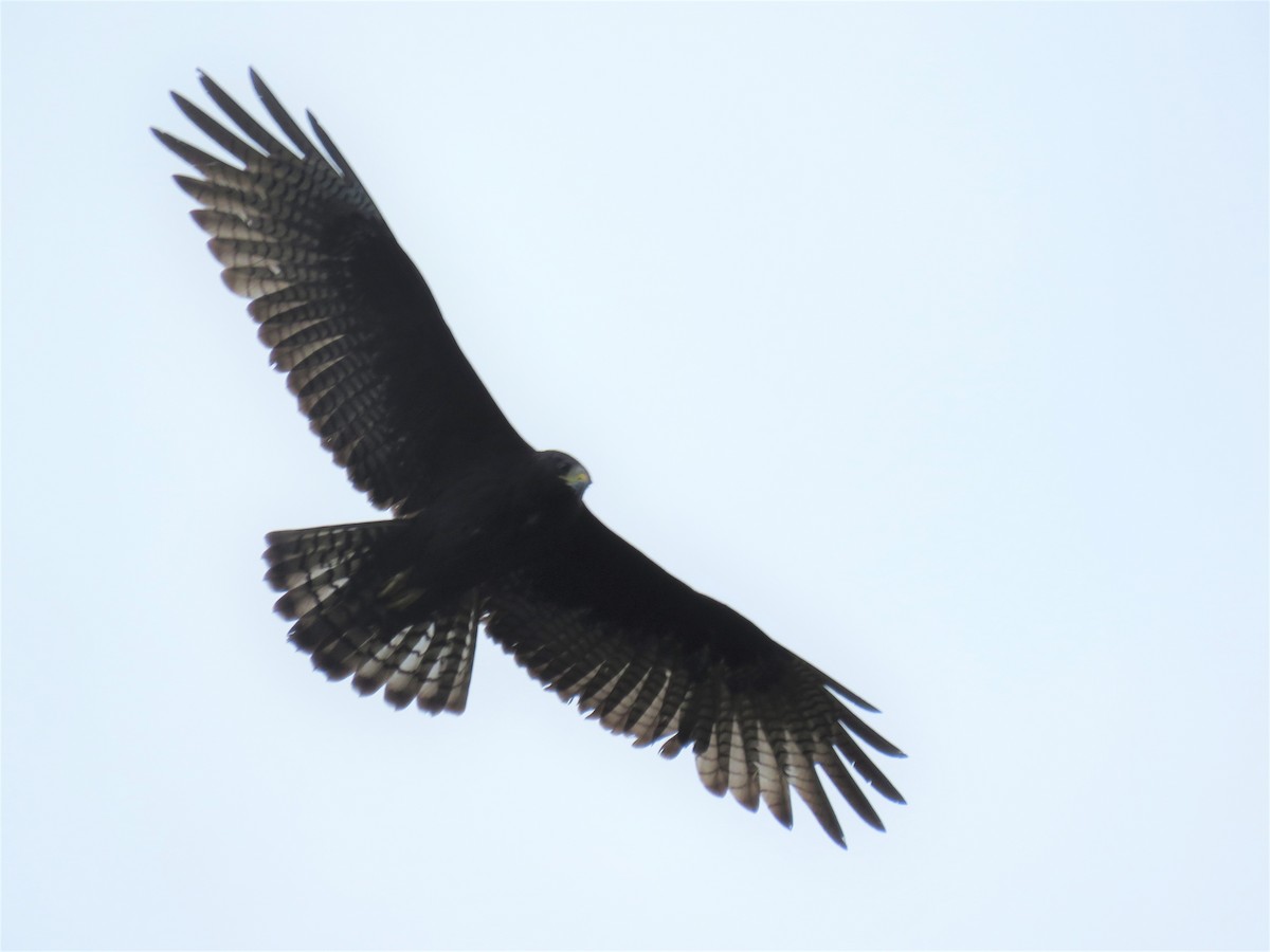 Zone-tailed Hawk - Mayron McKewy Mejia