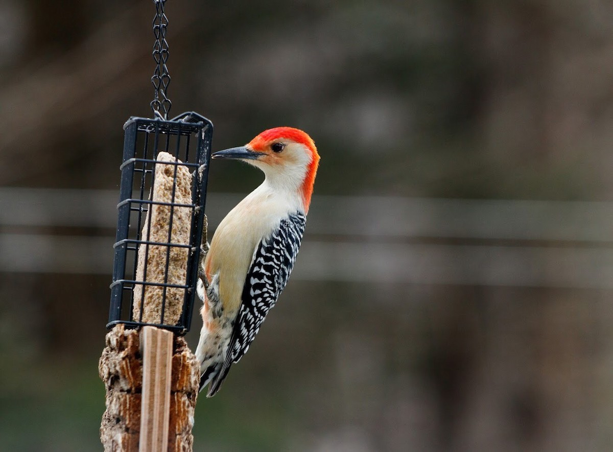 Red-bellied Woodpecker - ML130691011