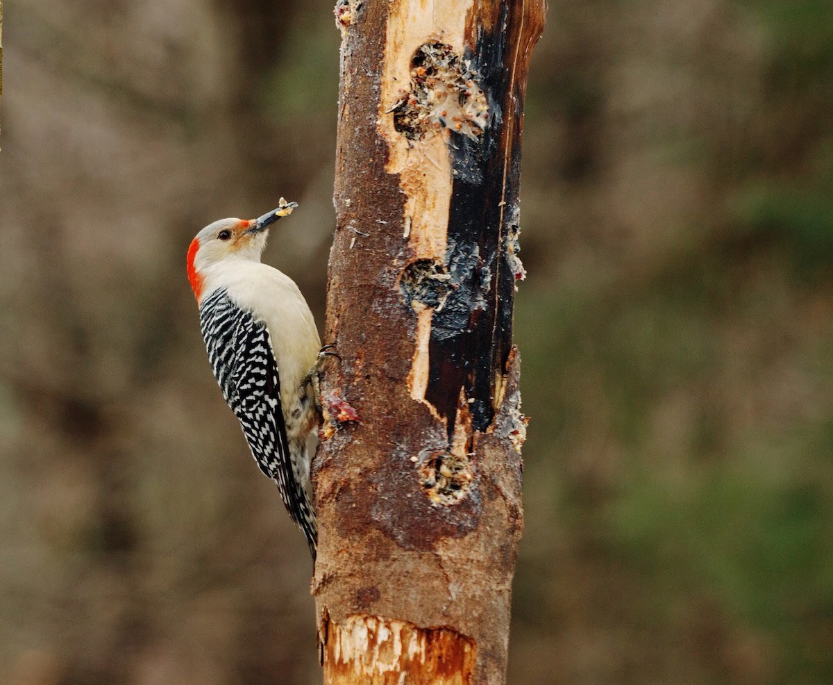 Red-bellied Woodpecker - ML130691031