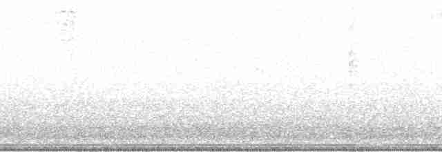 gray shieldback - ML130694
