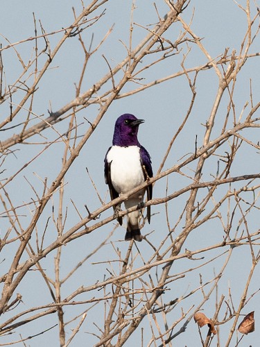 Violet-backed Starling - ML130696581
