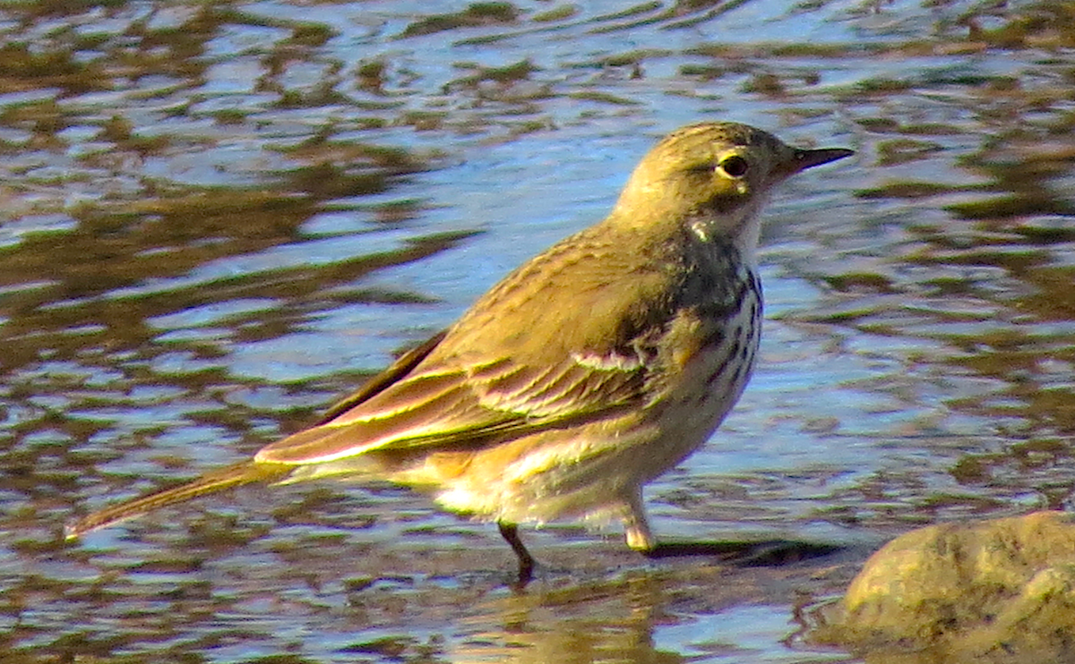 American Pipit - Ted Floyd