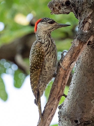 Golden-tailed Woodpecker - Jack Stephens