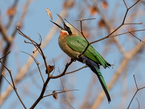 White-fronted Bee-eater - ML130697451