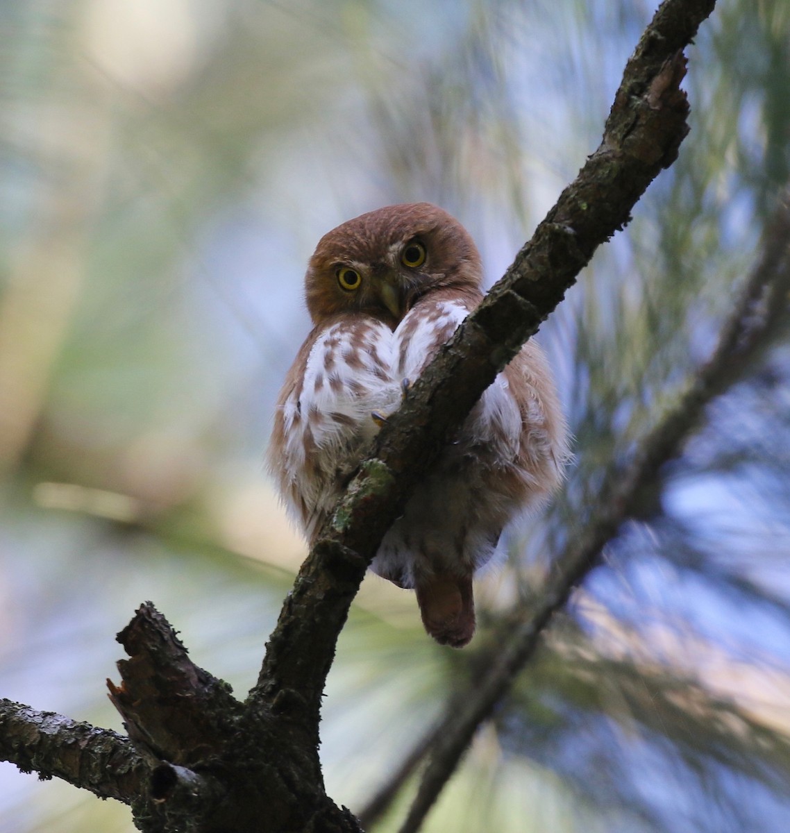 Ferruginous Pygmy-Owl - ML130698271