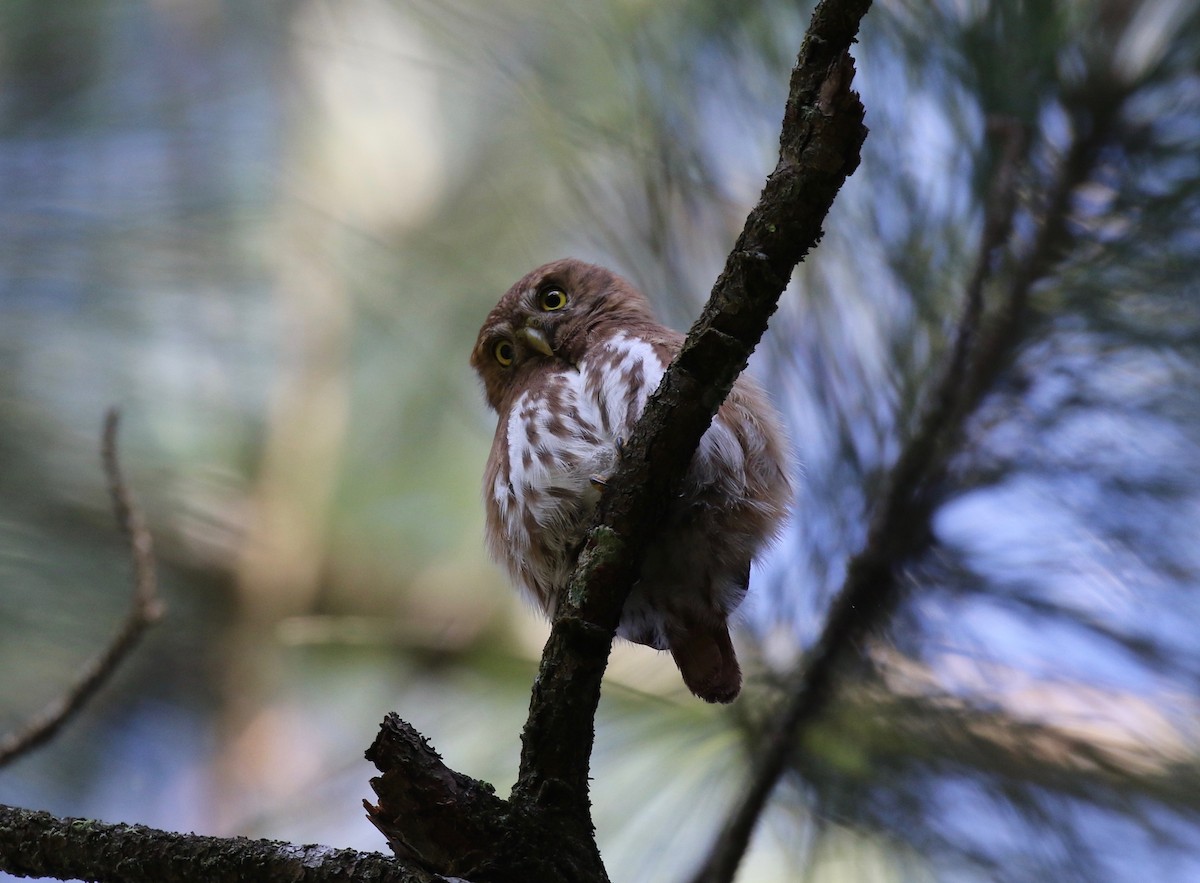 Ferruginous Pygmy-Owl - ML130698301