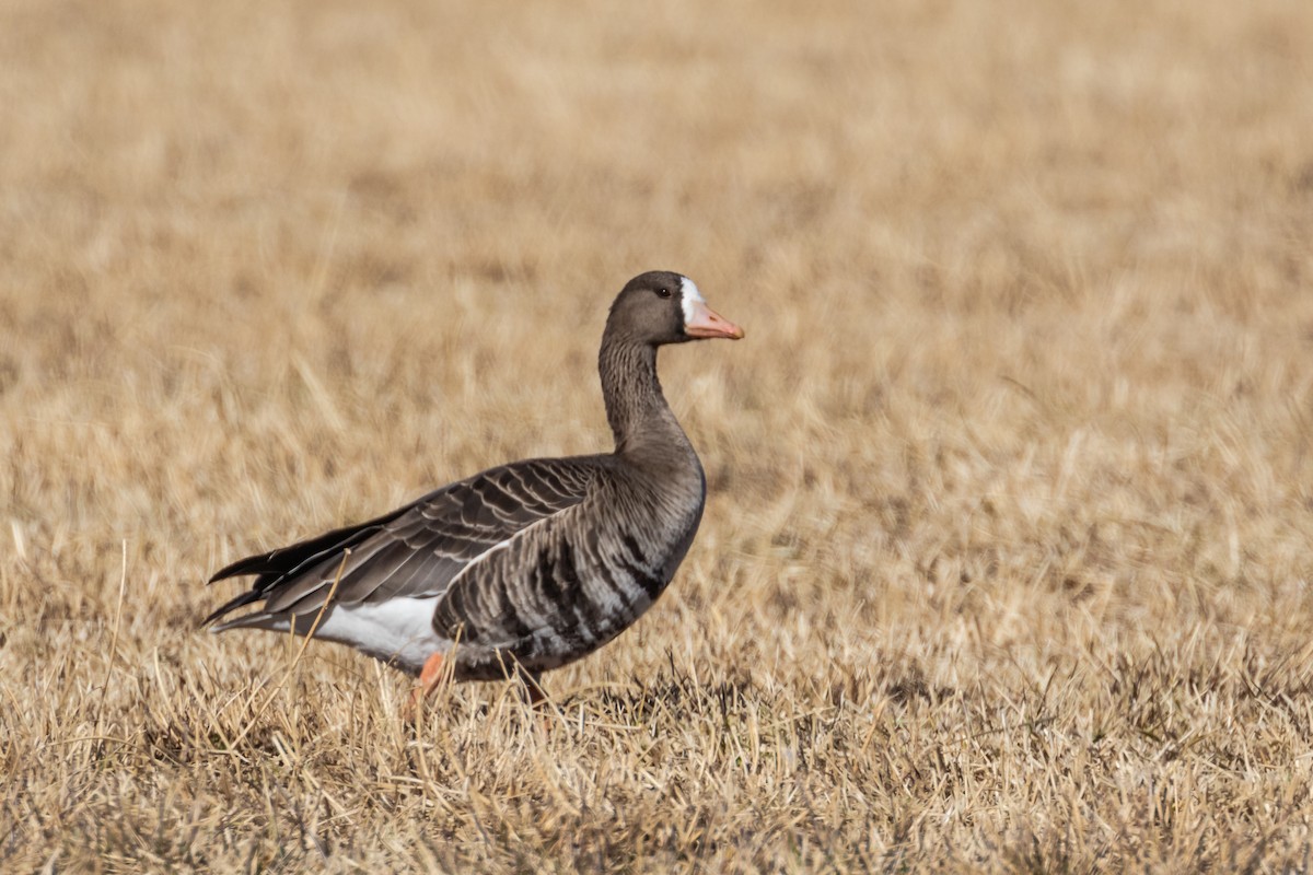 Greater White-fronted Goose - Mike Andersen