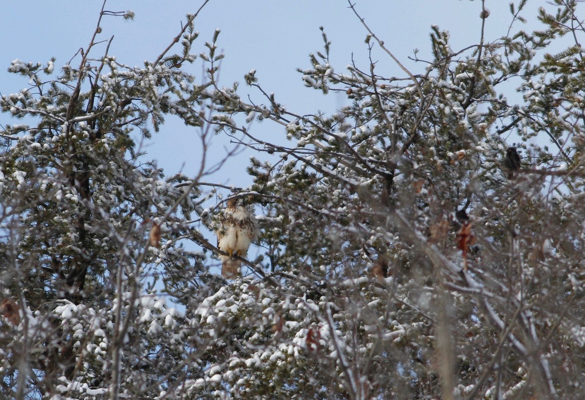 Red-tailed Hawk - ML130702571