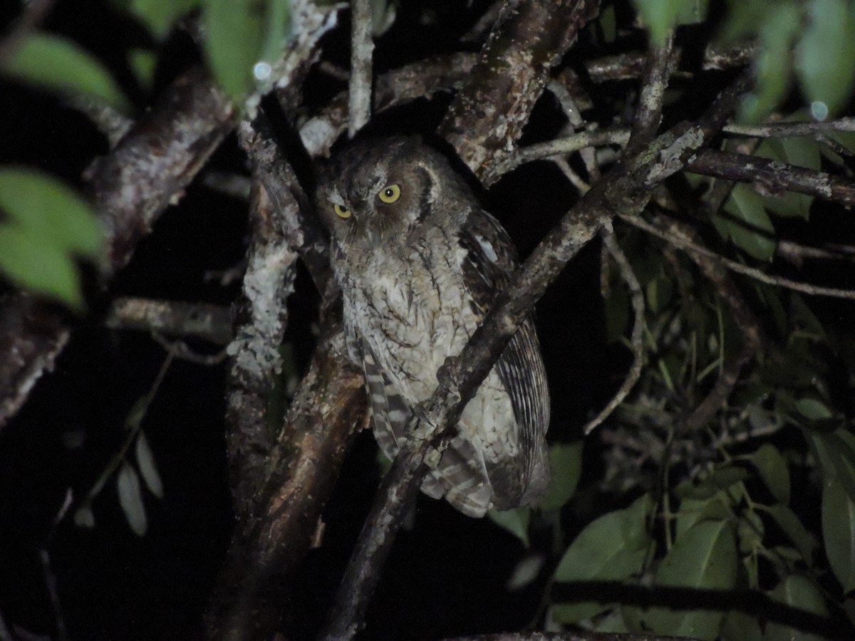 Middle American Screech-Owl (Middle American) - Ichi Wildlife Tours