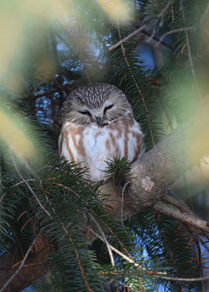 Northern Saw-whet Owl - Dominique Blanc