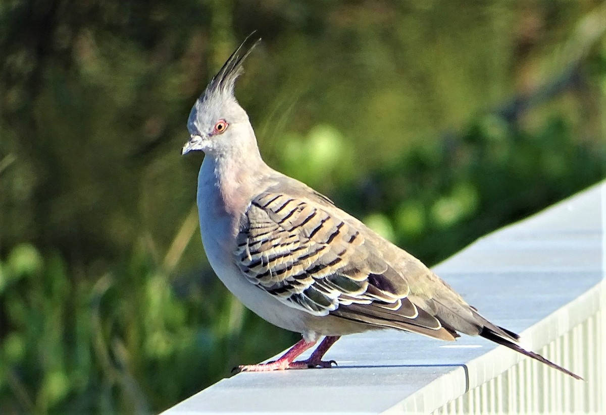 Crested Pigeon - ML130712121