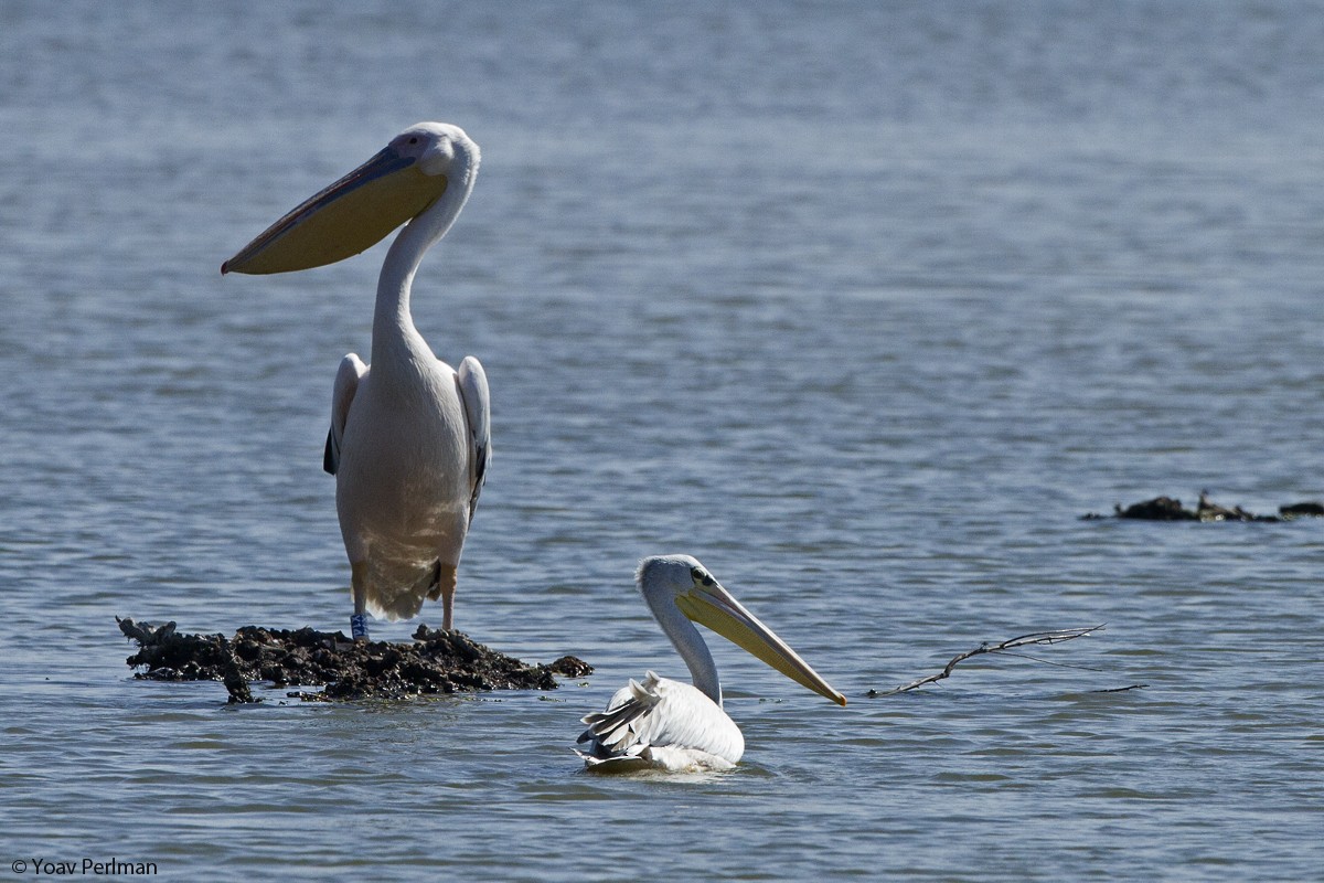 Pink-backed Pelican - ML130715221