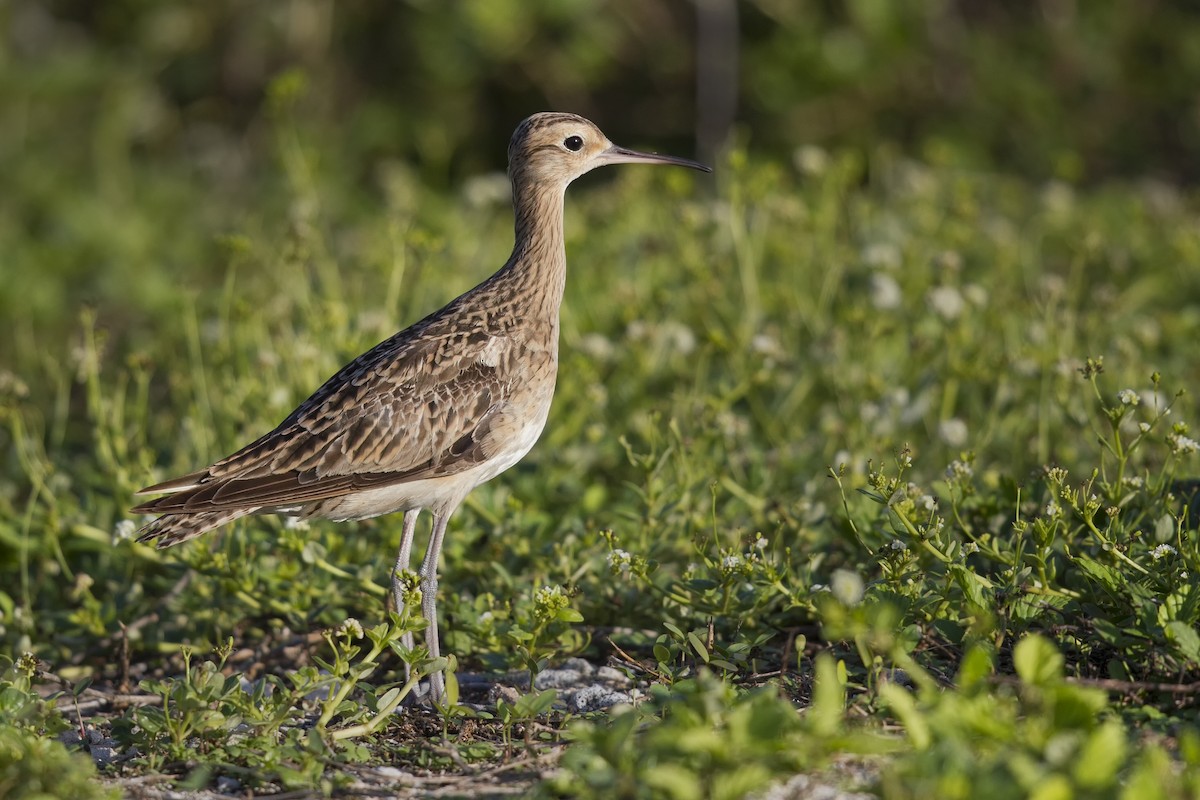 Little Curlew - ML130716261