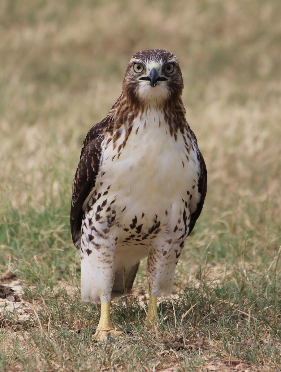Red-tailed Hawk - ML130717811